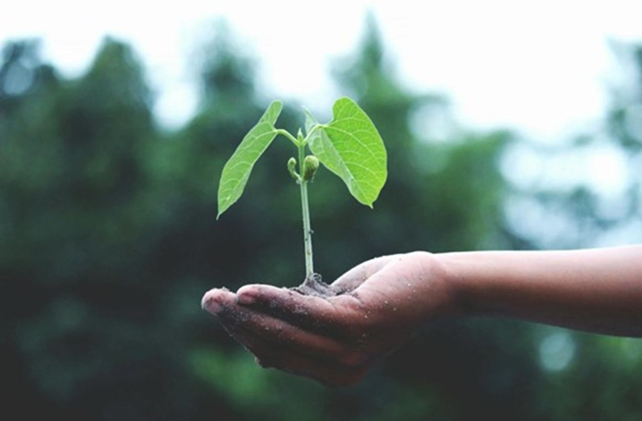 A hand holding a sapling