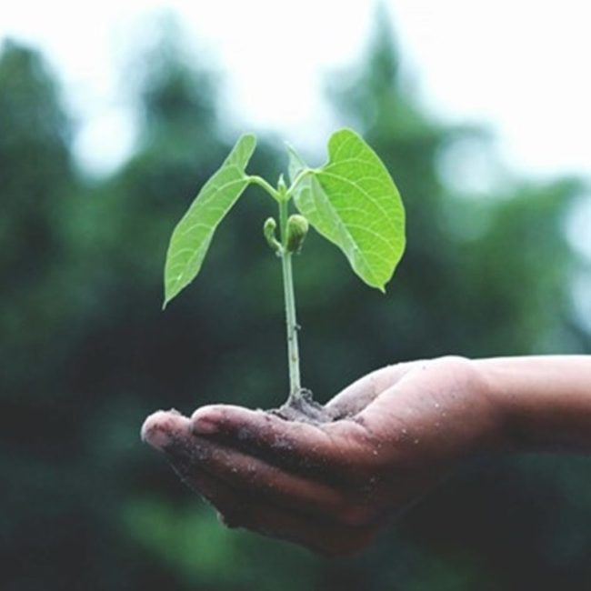 A hand holding a sapling