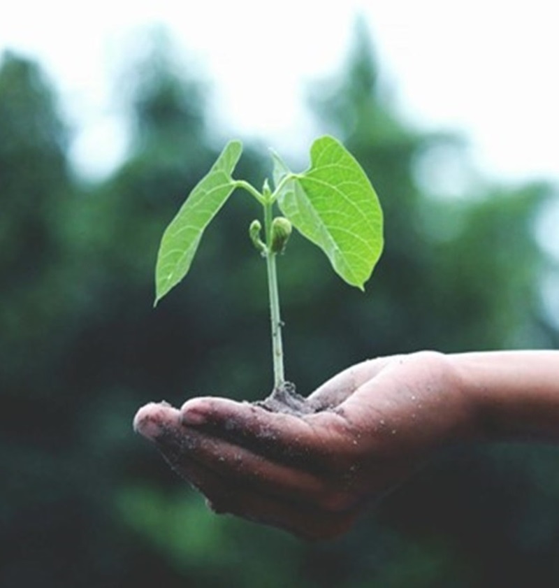 A hand holding a sapling